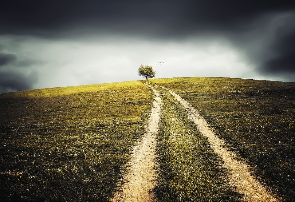 tree