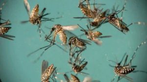 mosquitos