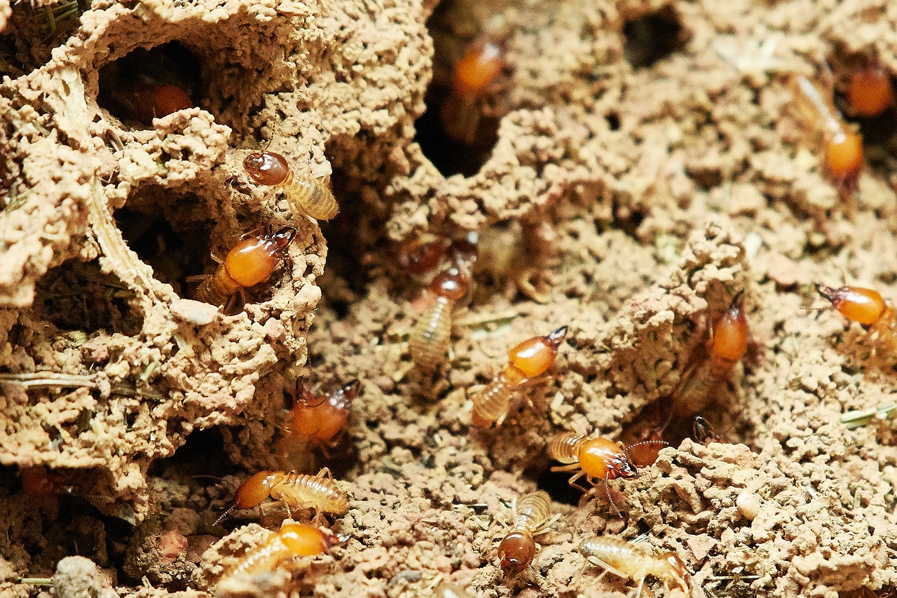 nature food insect